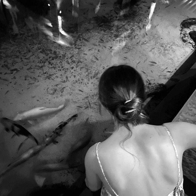 Karp, Koi, Photography, Silver